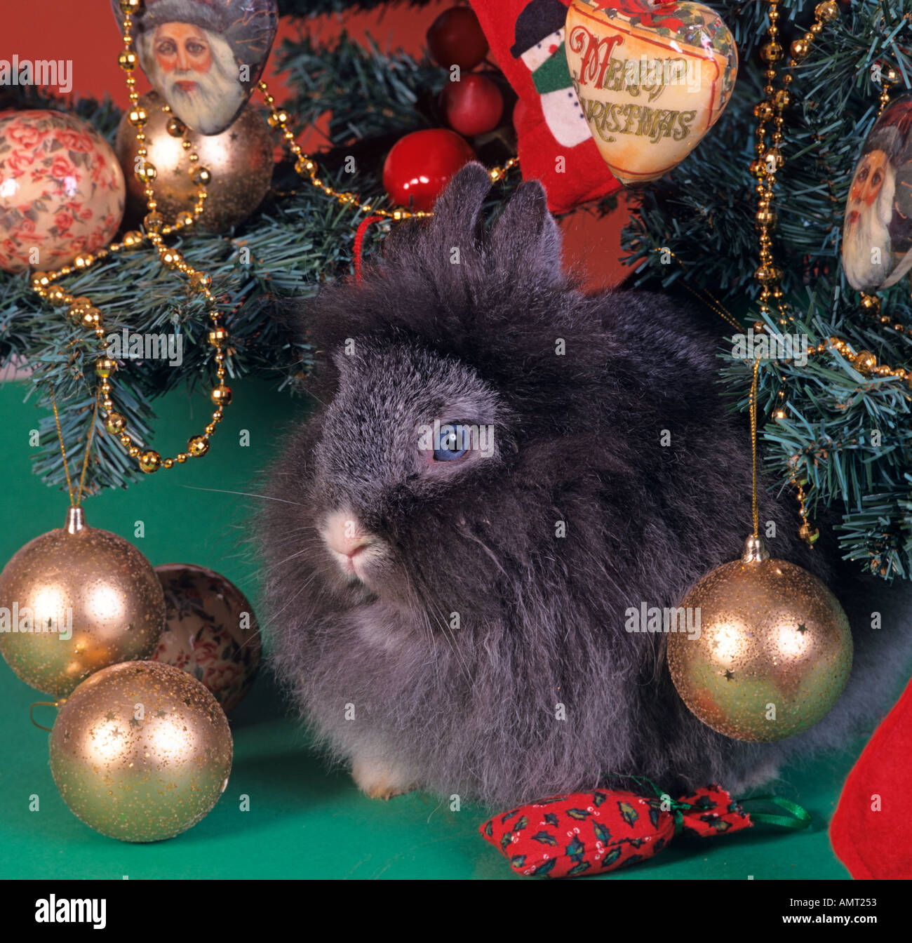 Christmas bunnies hi-res stock photography and images - Alamy