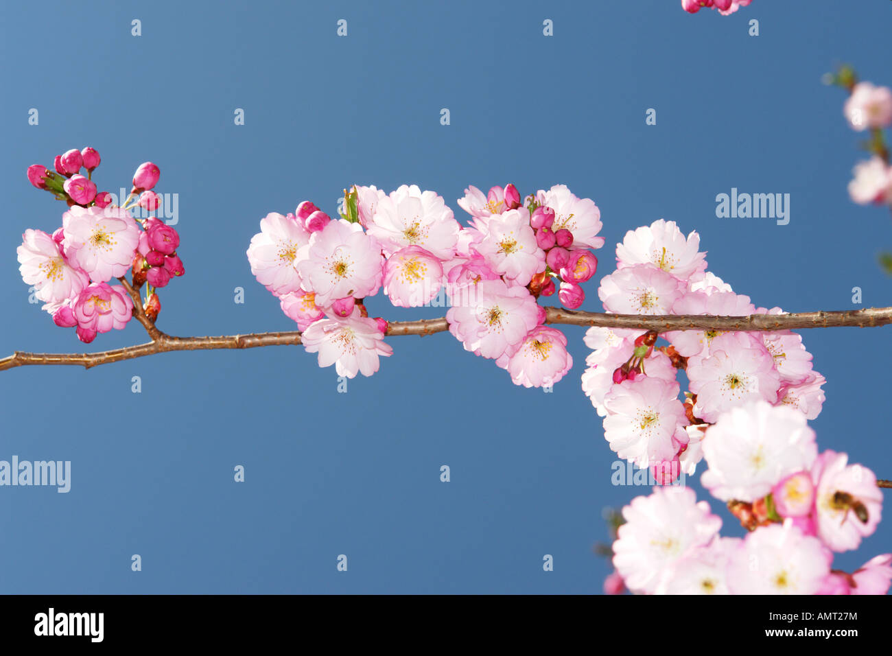 Cherry blossom tree hi-res stock photography and images - Alamy