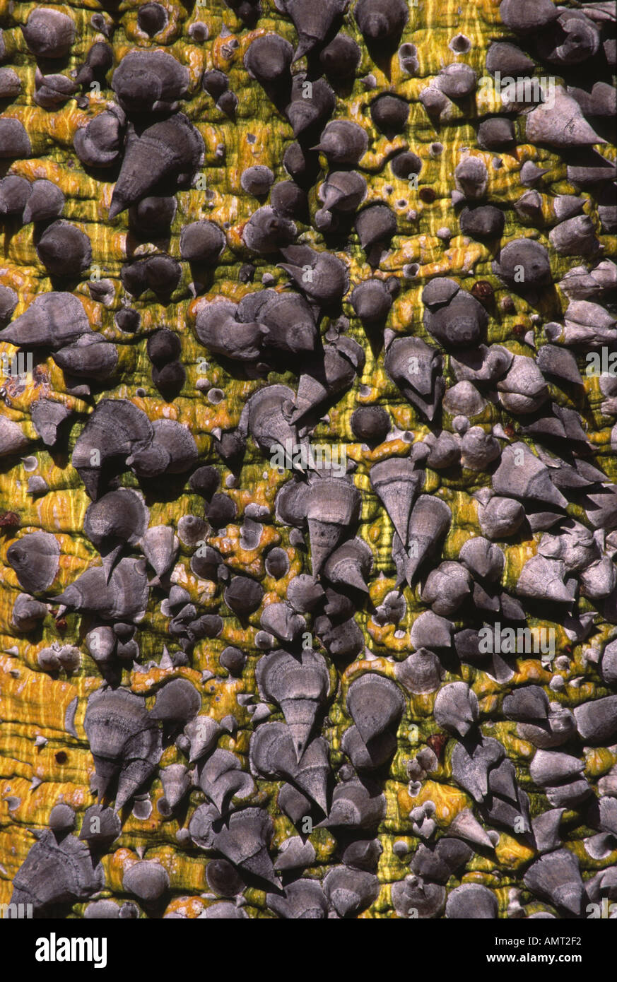 tree texture 1 Stock Photo - Alamy