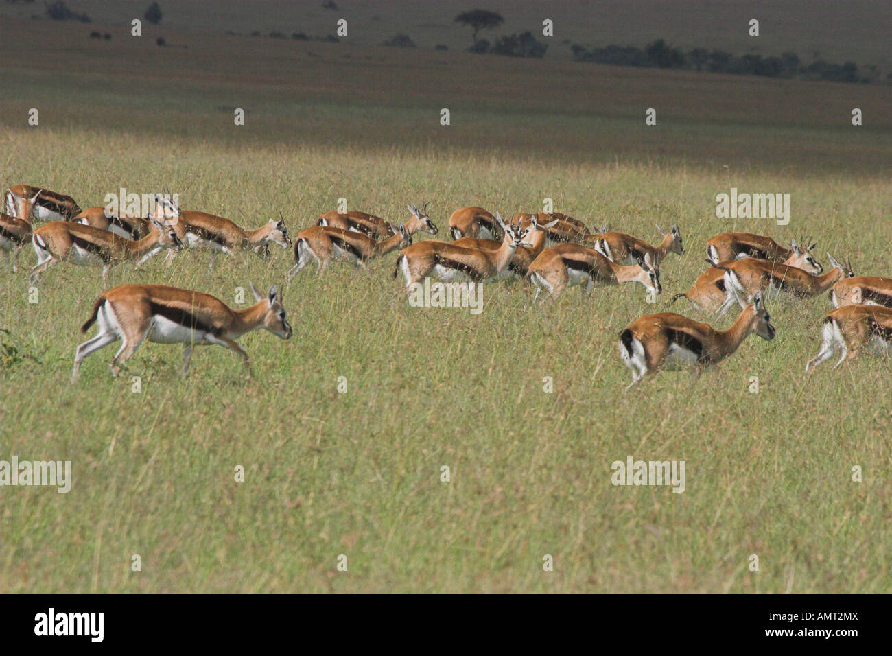 Kenya Masai Mara a herd of Thomsons gazelles Gazella thomsoni Stock ...