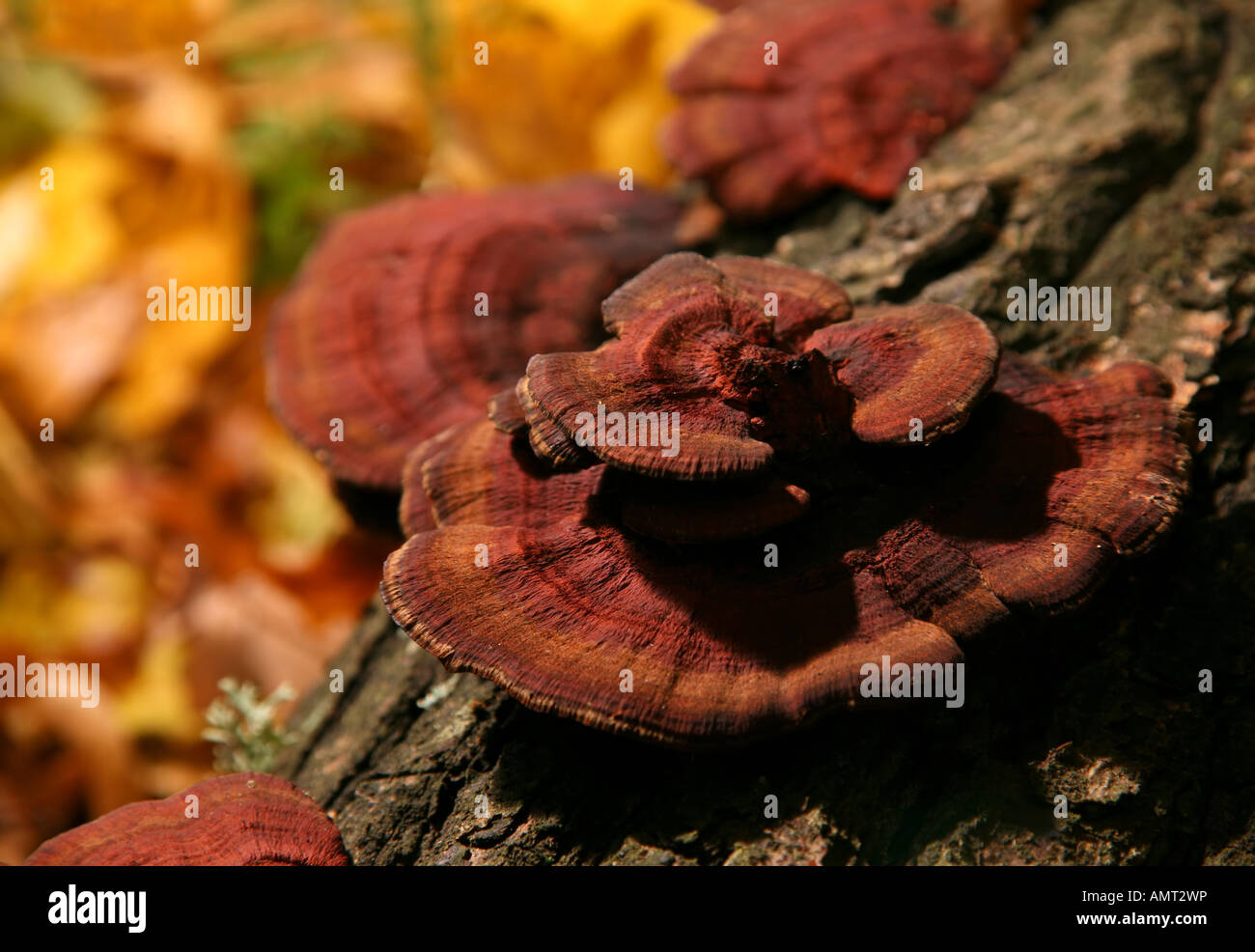 Mushroom on tree closeup in autumn forest Stock Photo