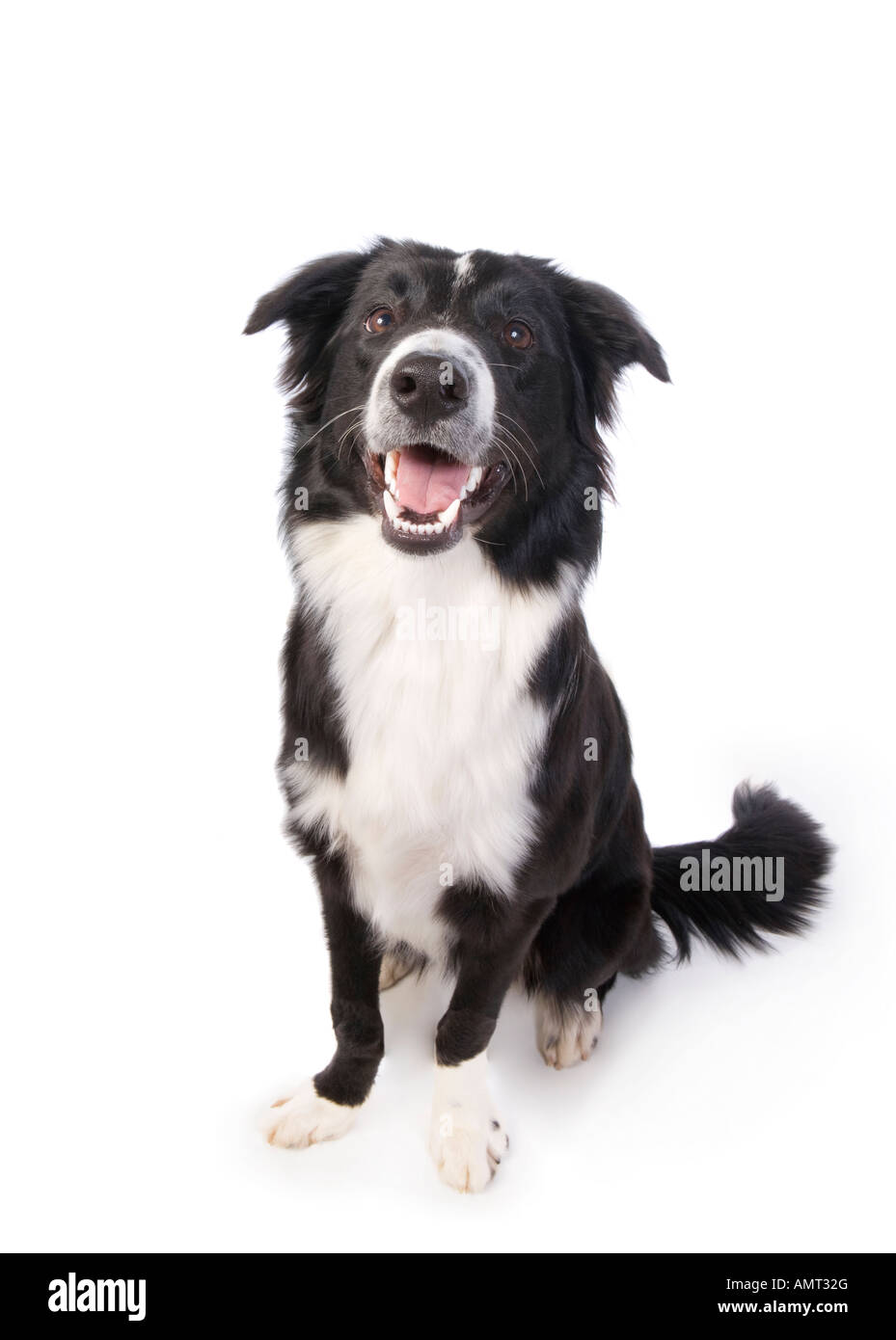 Adult Border Collie dog with mouth open isolated on white Stock Photo