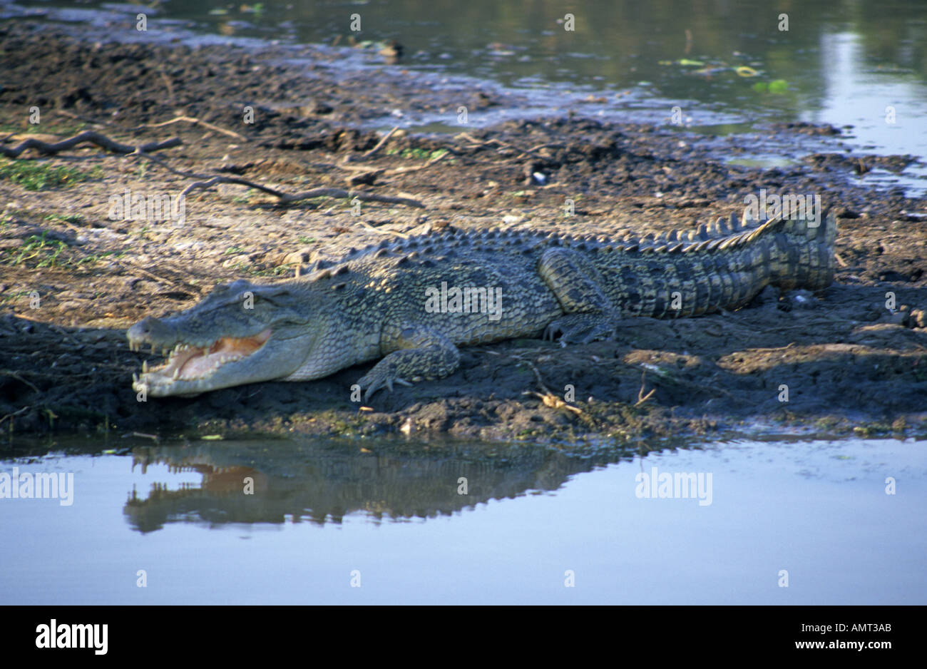 Saltwater crocodile, Kakadu National park, Northern Territory, Australia Stock Photo