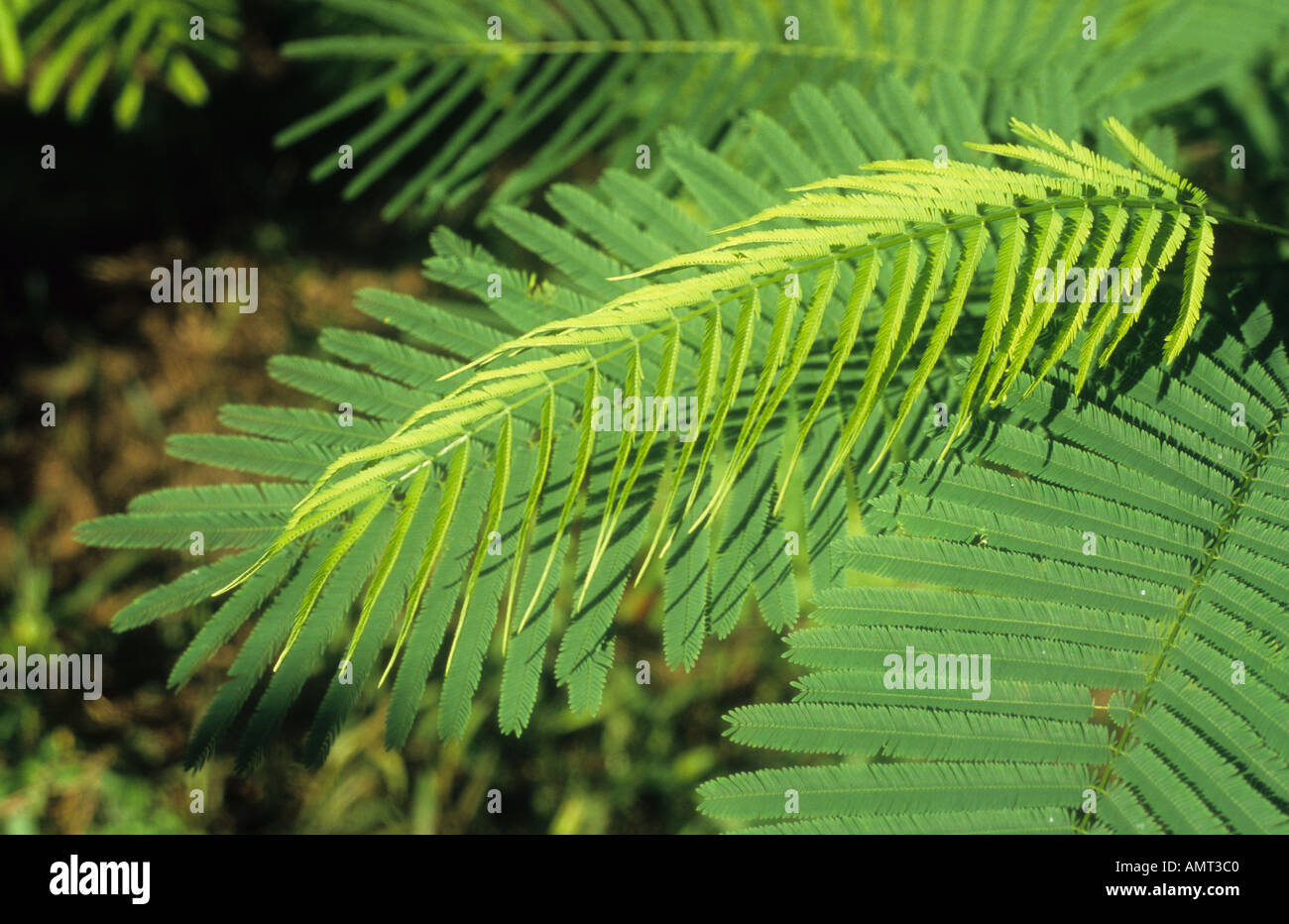 Close up of young fern leaf in Malaysia Stock Photo