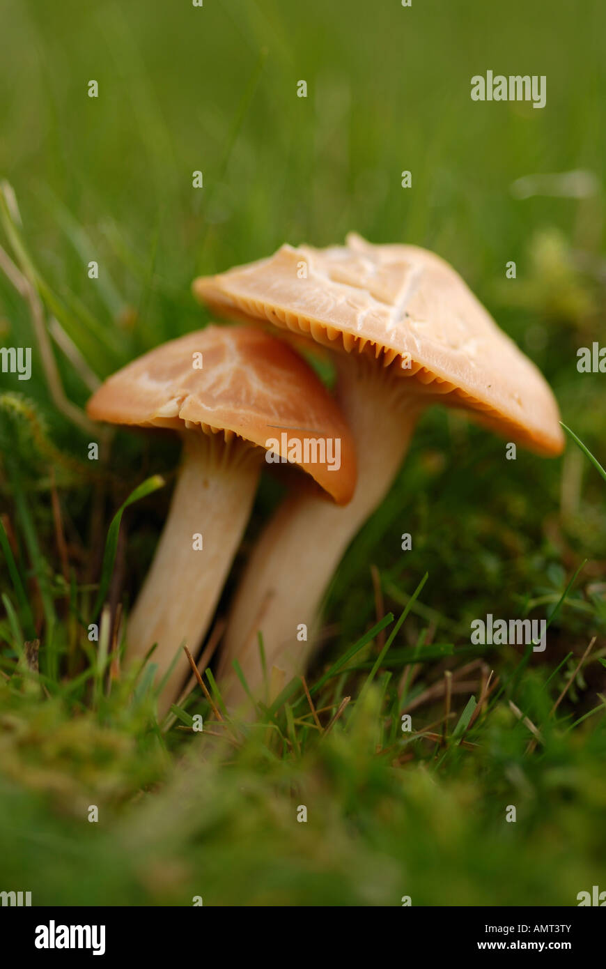 Two mushrooms close together Stock Photo