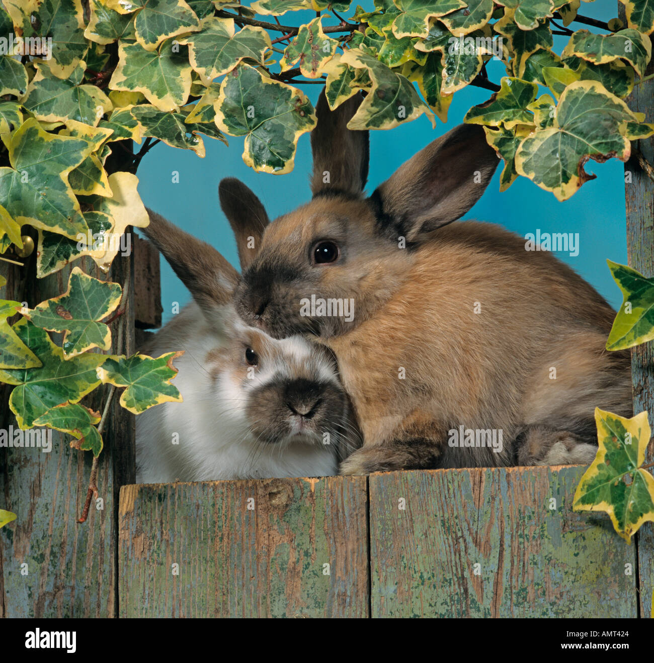 Pet Rabbits in Hutch Stock Photo Alamy