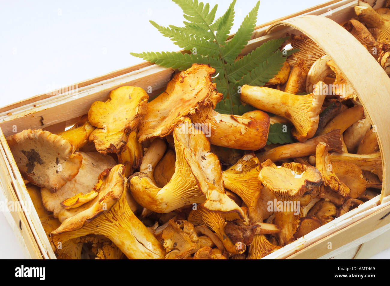 Chanterelles in basket, close-up Stock Photo