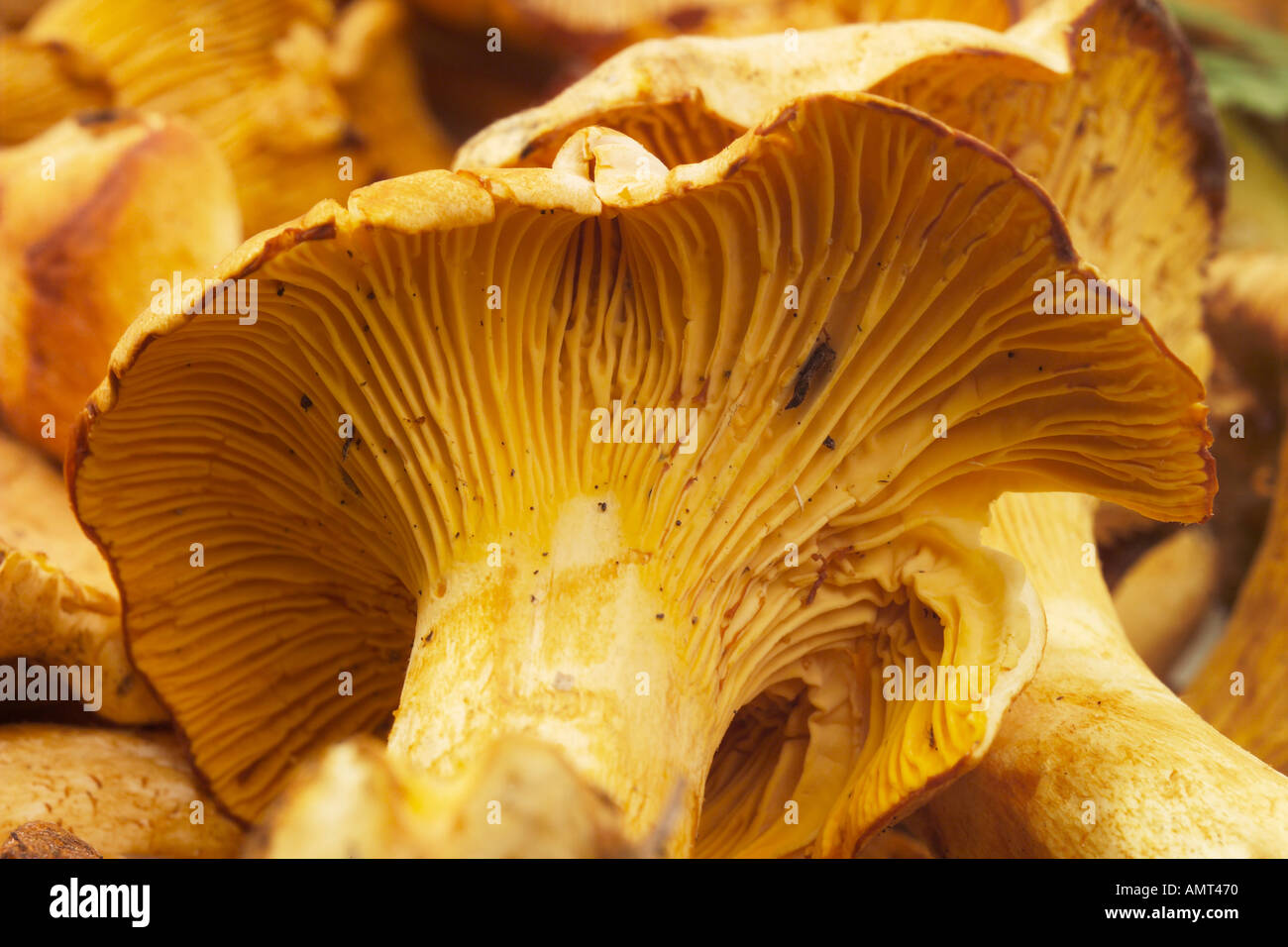 Fresh chanterelles , close-up Stock Photo