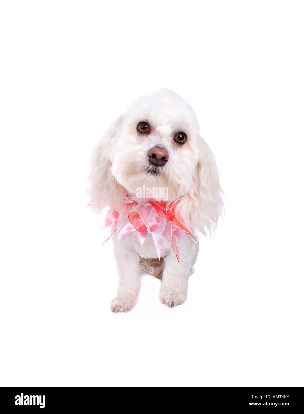 Cute white Havanese dog for Valentines day isolated on white Stock Photo