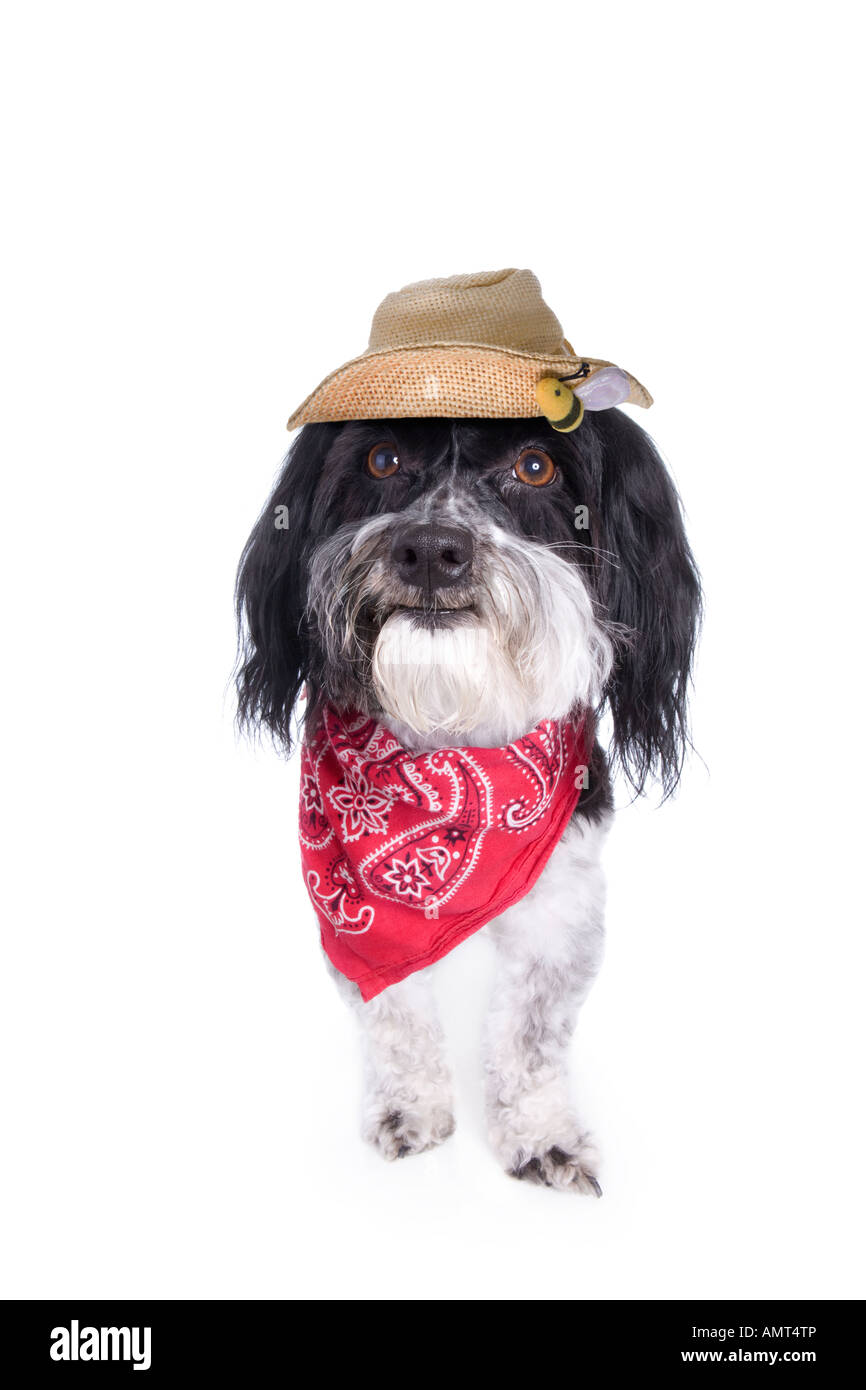 Cute country Havanese dog with straw hat and red bandana isolated on white Stock Photo