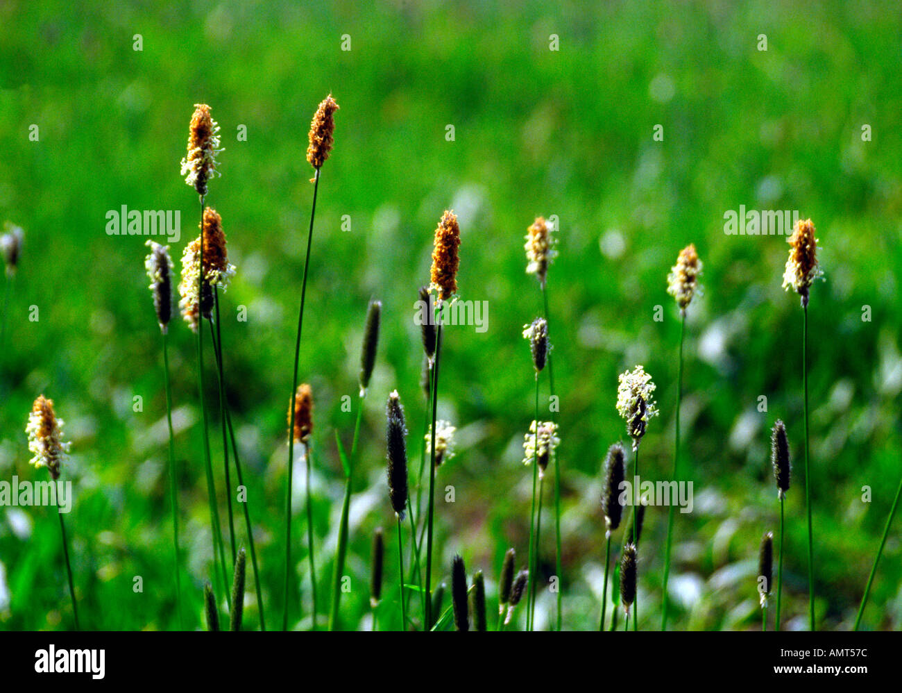 Wind pollination grasses hires stock photography and images Alamy