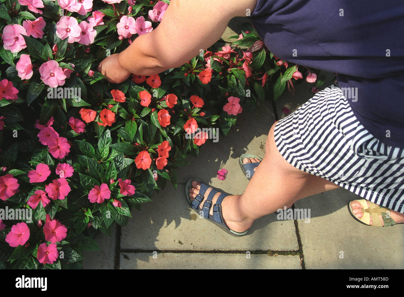 Ladies selecting colorful potted bedding plants at a garden centre UK