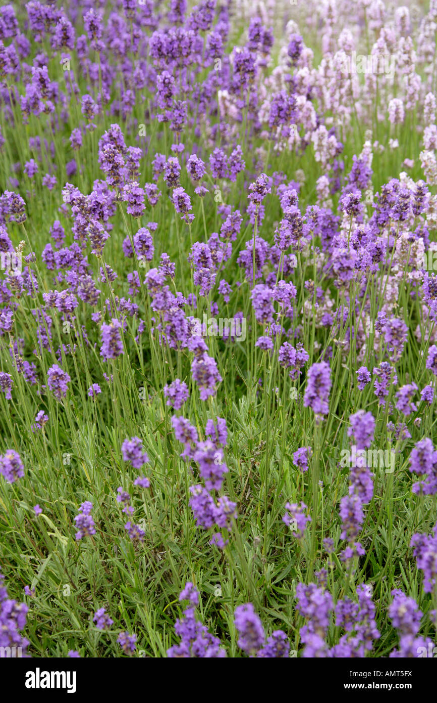 Lavender Lavandula sp Lamiaceae Stock Photo