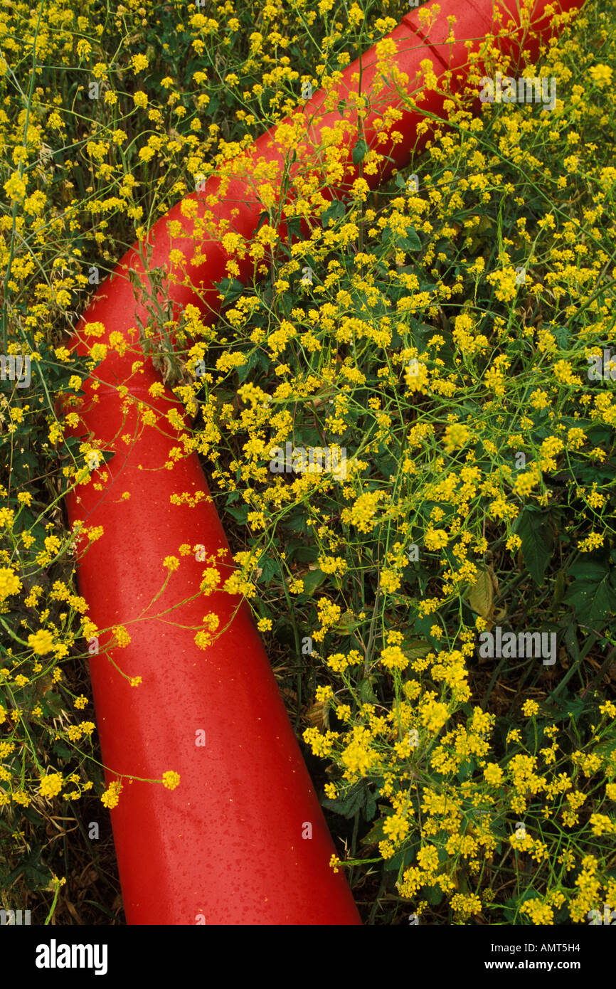 California, Solano County, Mustard flowers and water pipe Stock Photo -  Alamy