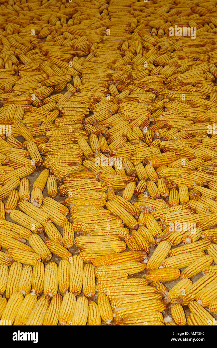 Still life, Yellow corn drying Stock Photo