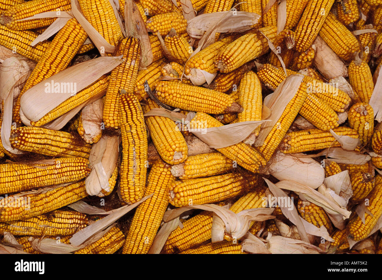 Still life, Yellow corn cobs with husks Stock Photo
