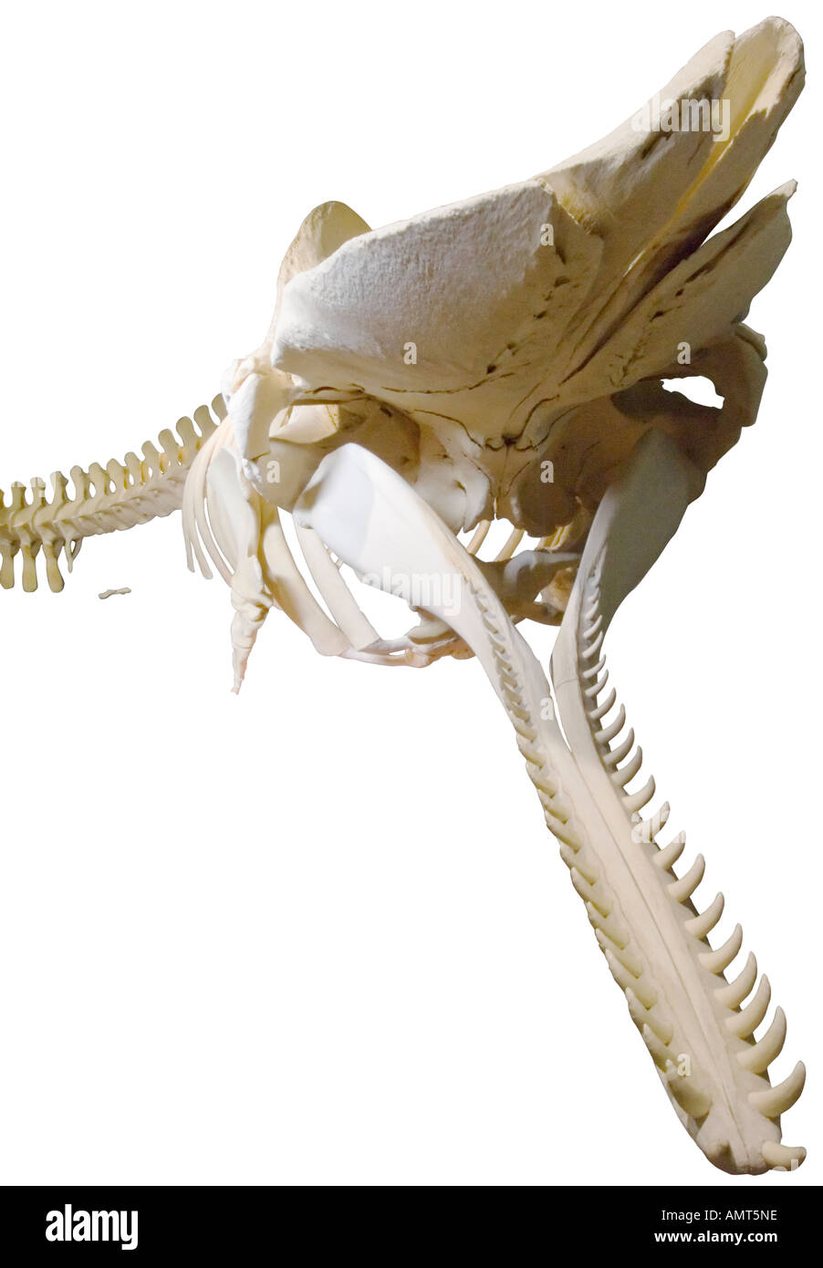 Sperm Whale Fin Skeleton