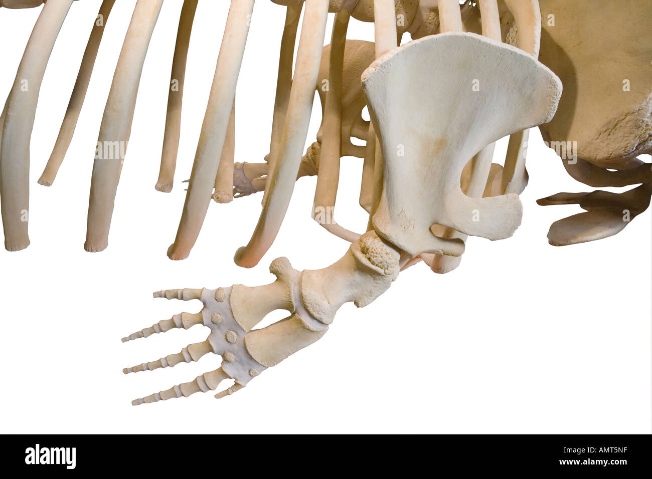 Sperm whale skeleton lower flipper closeup Stock Photo