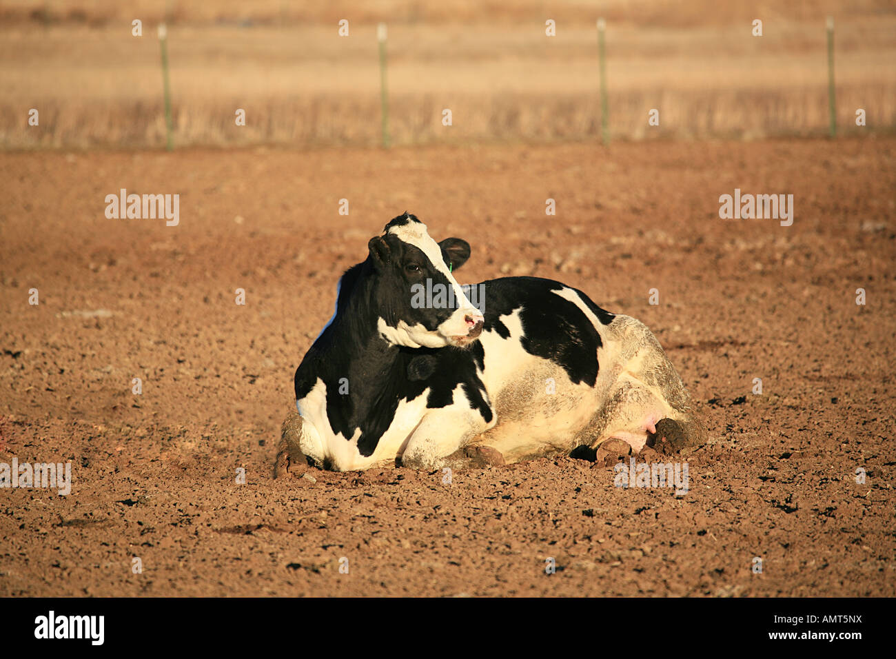 Black and white Holstein cow lying down in dirt field Stock Photo - Alamy
