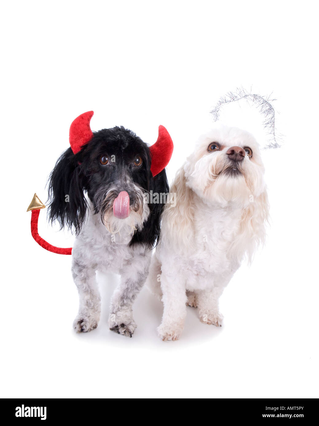 Angel and devil Havanese dogs isolated on white Stock Photo