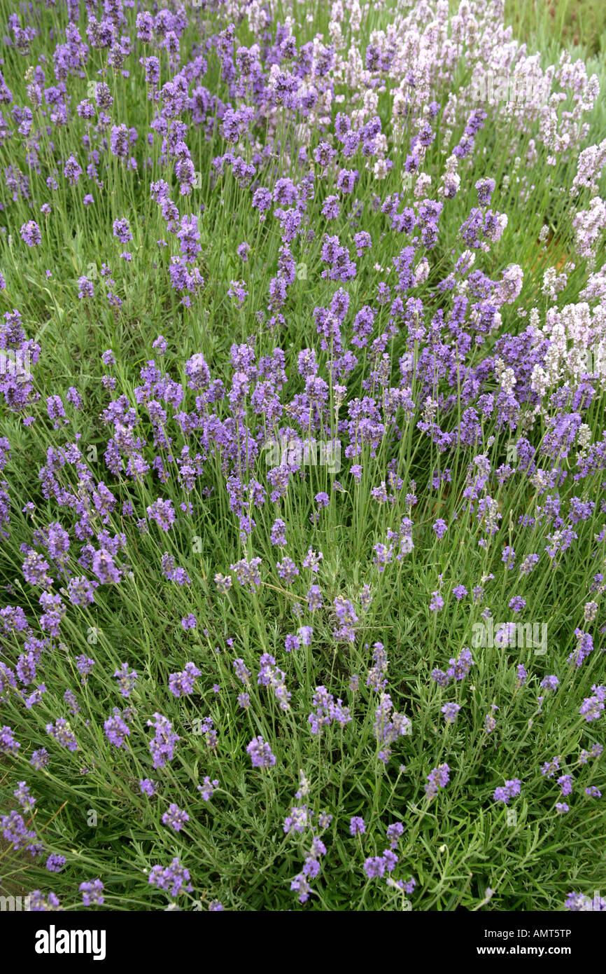 Lavender Lavandula sp Lamiaceae Stock Photo