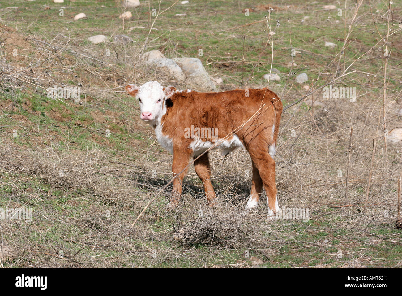 Hereford calf in the field Stock Photo - Alamy