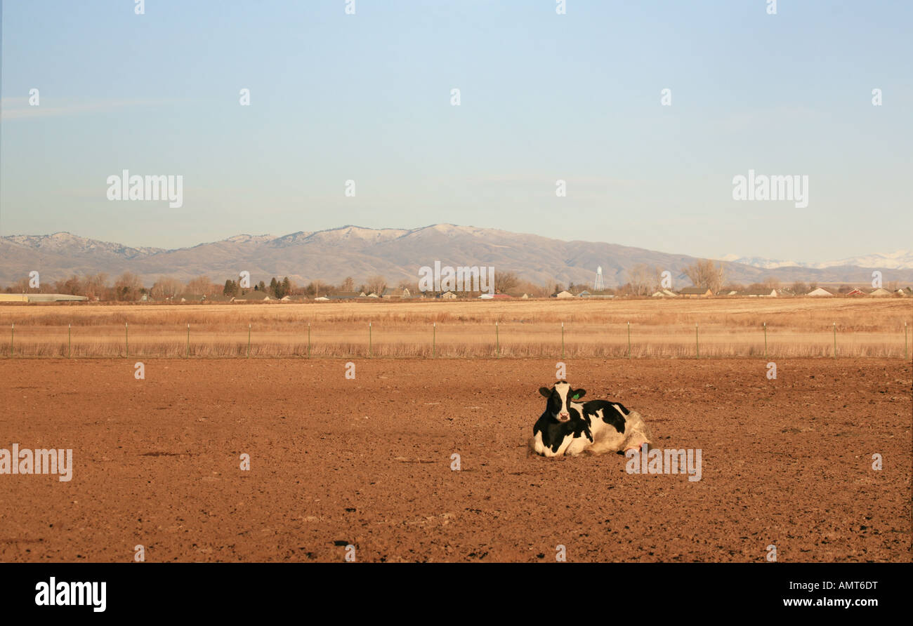 Black and white Holstein cow lying down in dirt field Stock Photo - Alamy