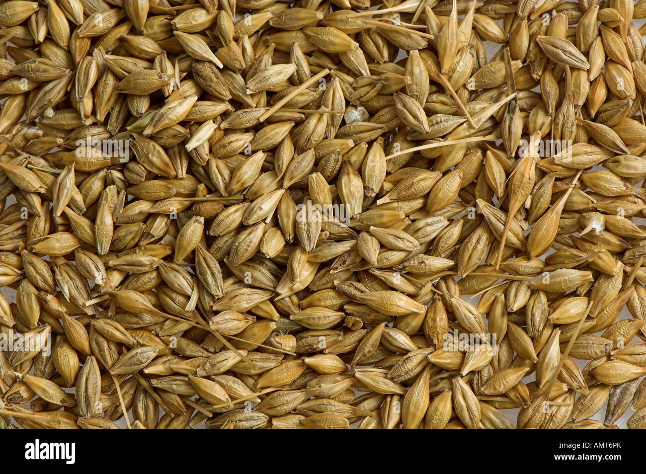 Barley grains used for animal feed Stock Photo Alamy