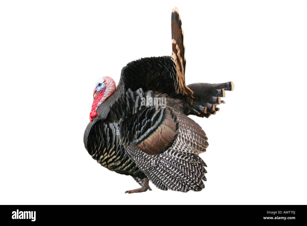 Bronze or brown tom turkey from the side isolated on white Stock Photo