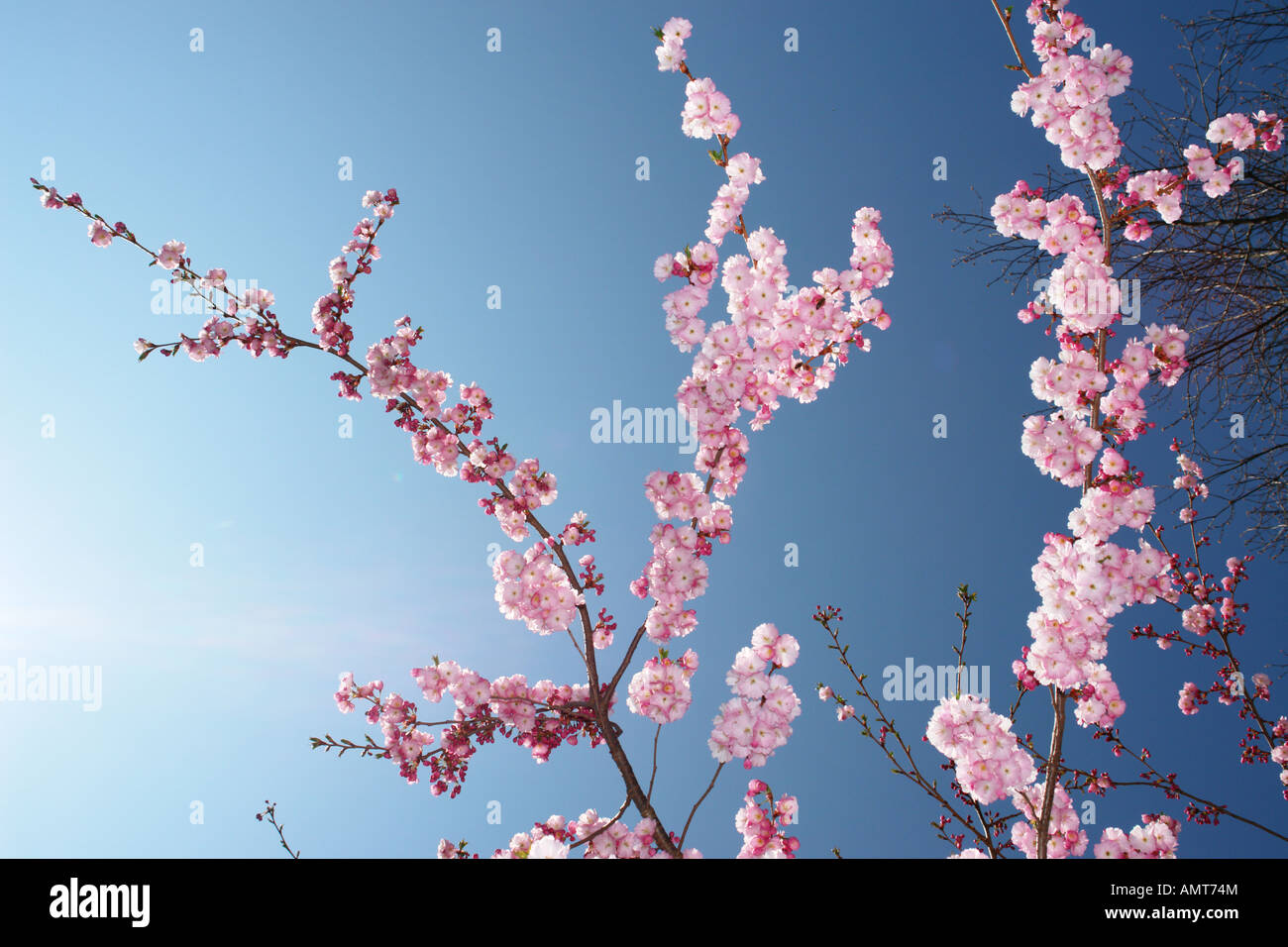 Cherry blossom tree hi-res stock photography and images - Alamy