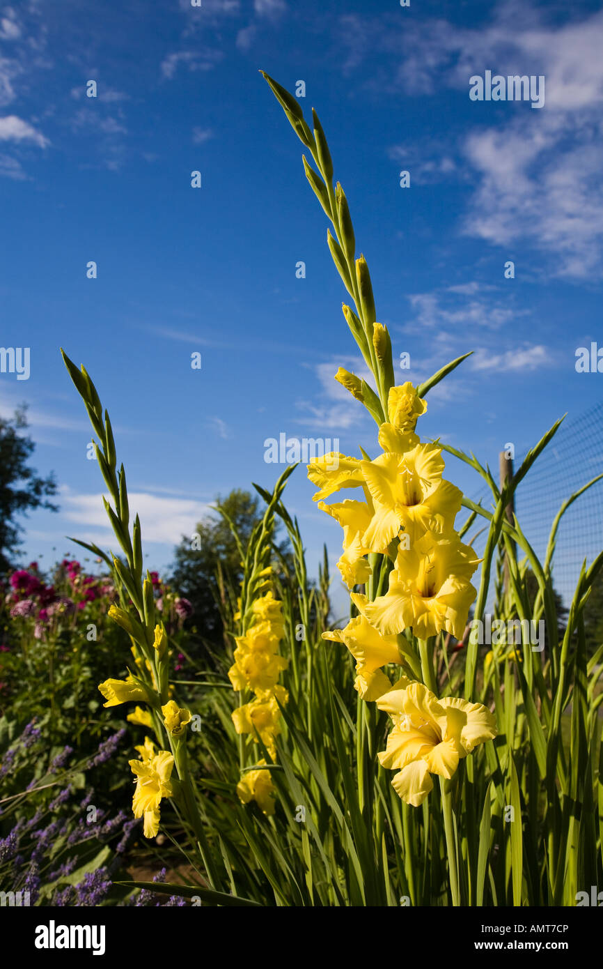 Tall yellow flowers hires stock photography and images Alamy