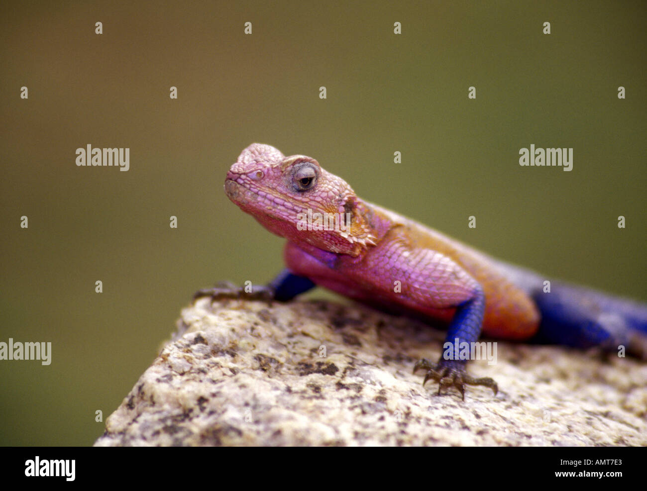 Male Agama lizard Stock Photo