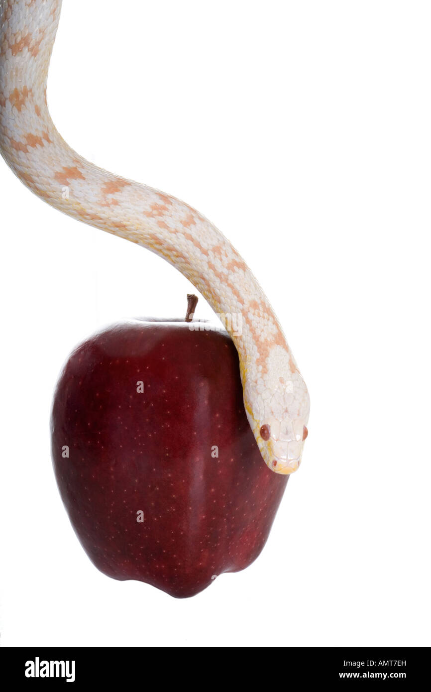 White Corn Snake With Head Over Red Apple Isolated On White Stock