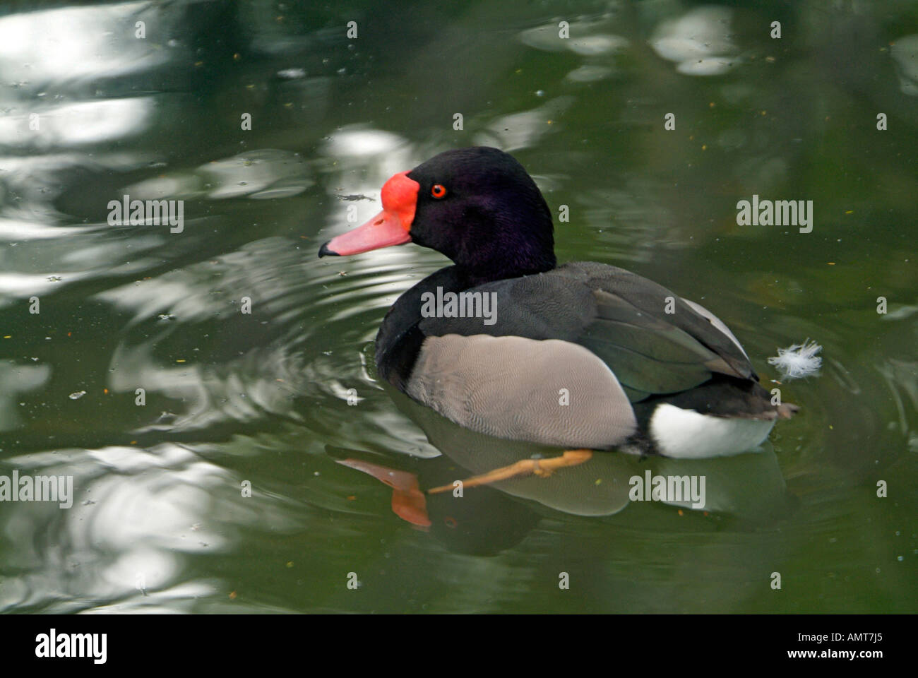 Rosy billed Pochard Brazil Stock Photo