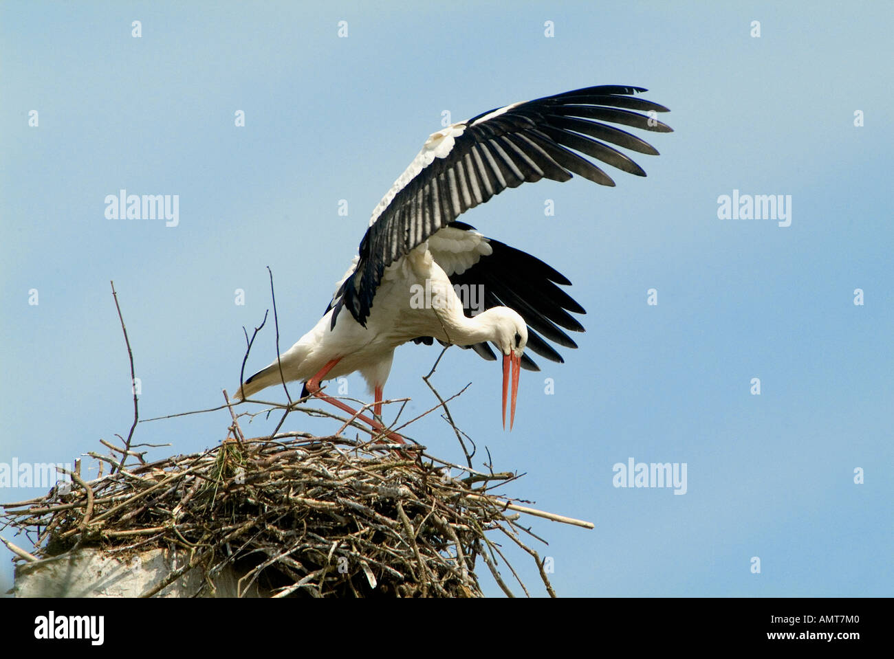 White Stork Belgium Stock Photo