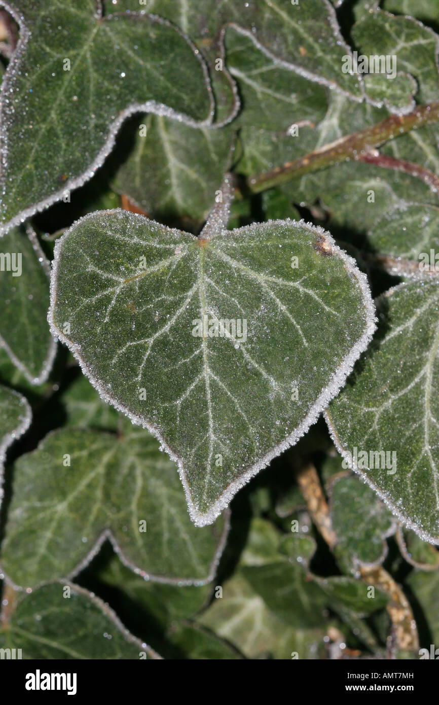 Frost Coated Ivy Hedera helix Leaves Stock Photo