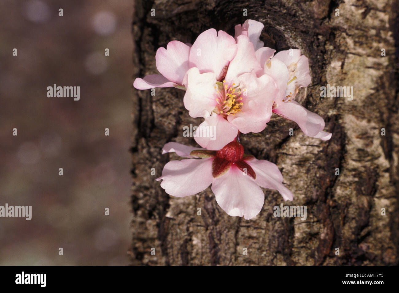 California, Modesto, Almond blossoms Stock Photo