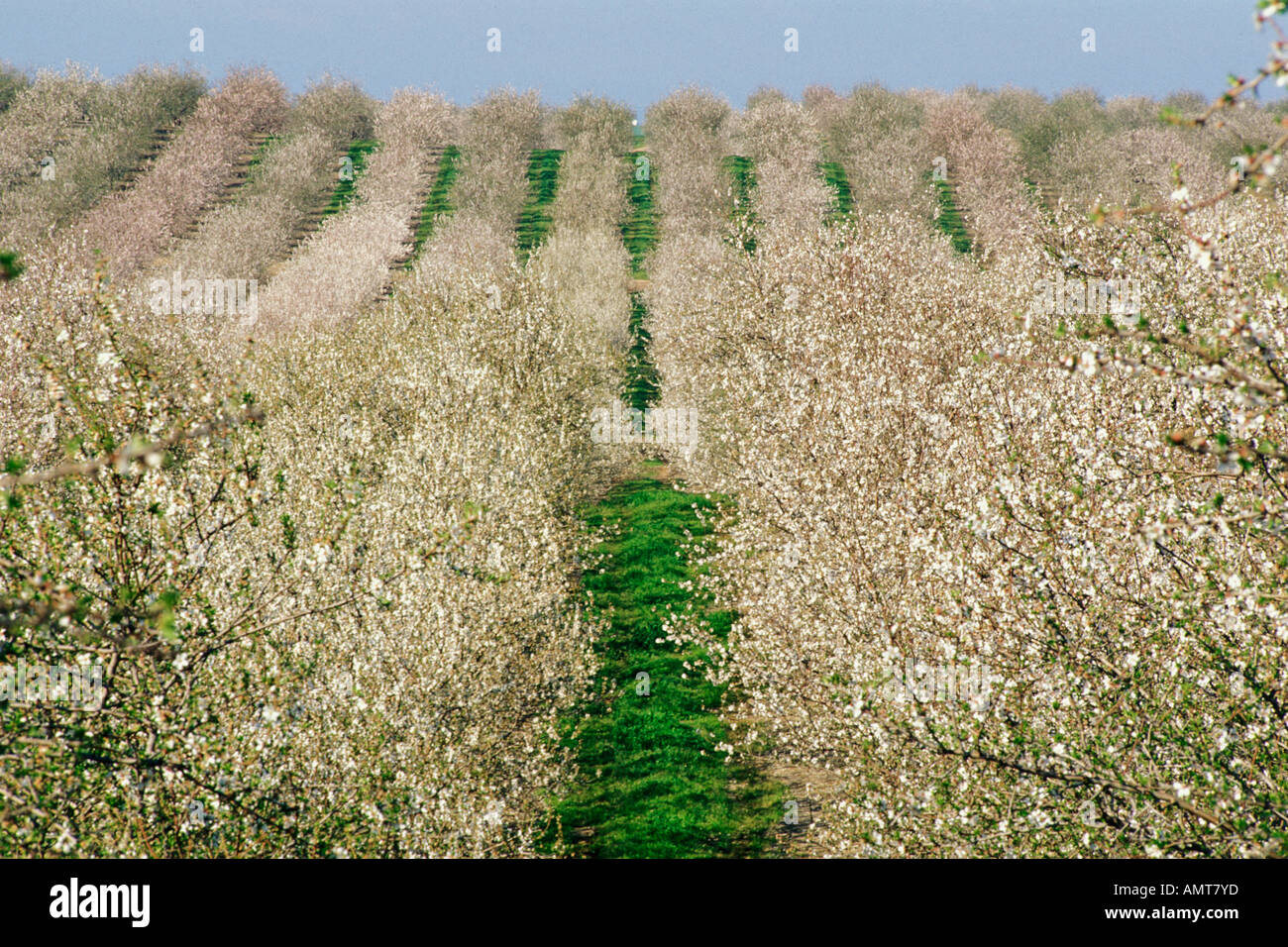 California, Modesto, Almond orchard in bloom Stock Photo Alamy
