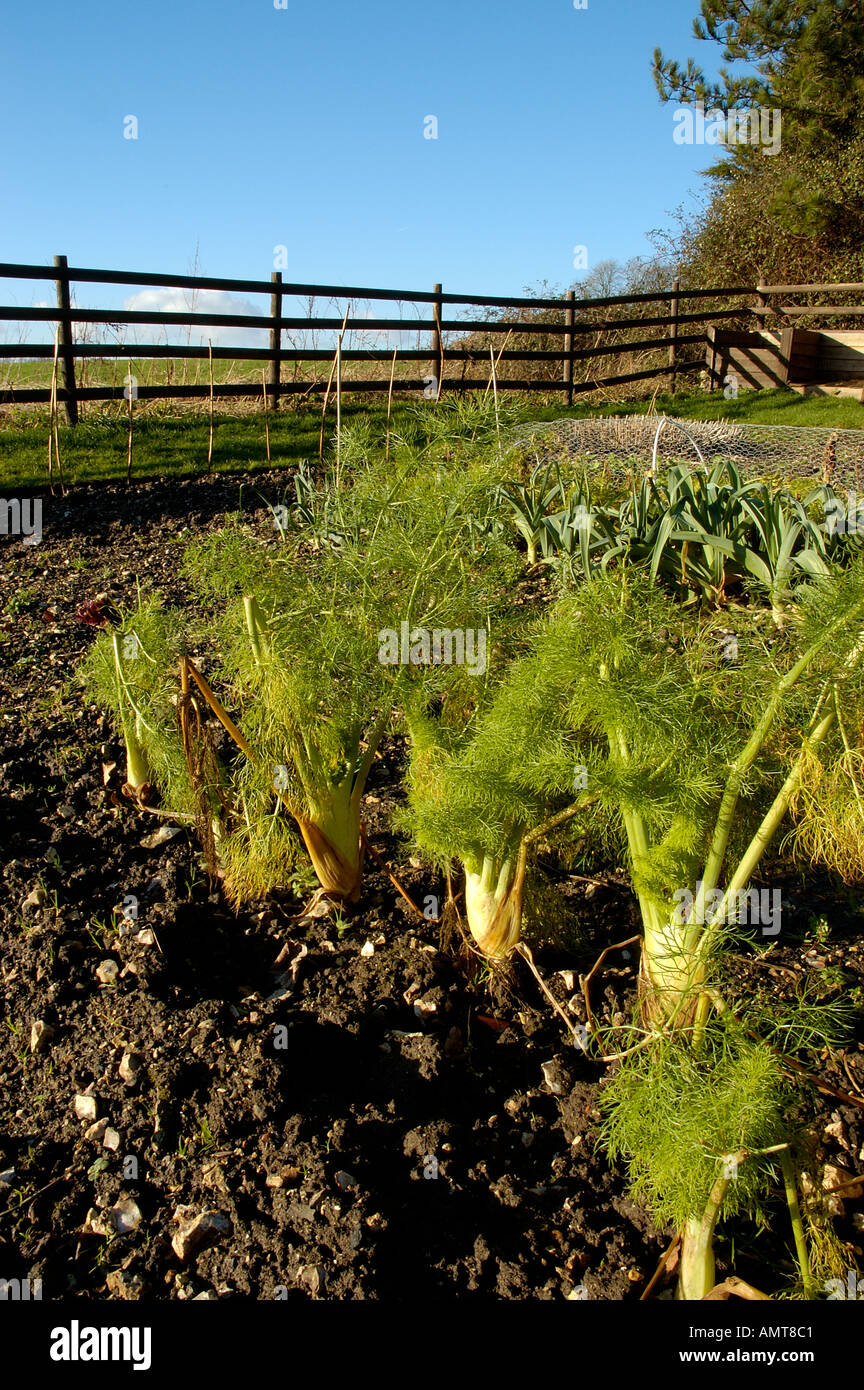 Fennel and leeks in vegetable patch garden England United Kingdom Stock Photo