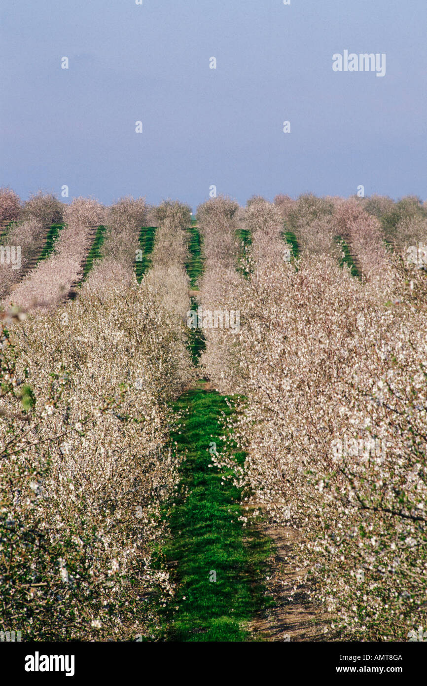 California, Modesto, Almond orchard in bloom Stock Photo - Alamy
