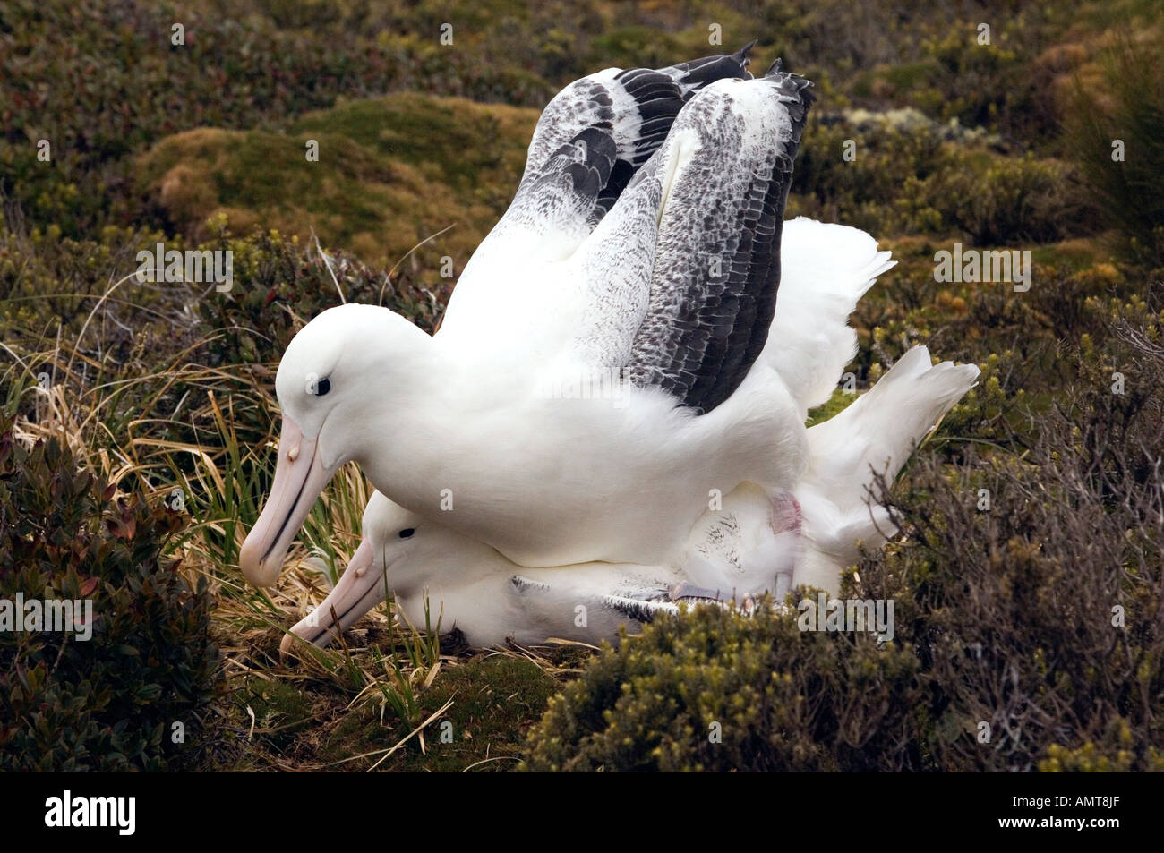 Auckland islands and albatross hi-res stock photography and images - Alamy