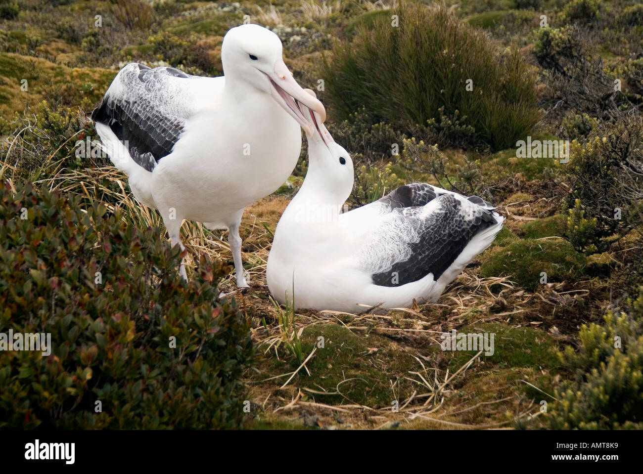 Auckland islands and albatross hi-res stock photography and images - Alamy