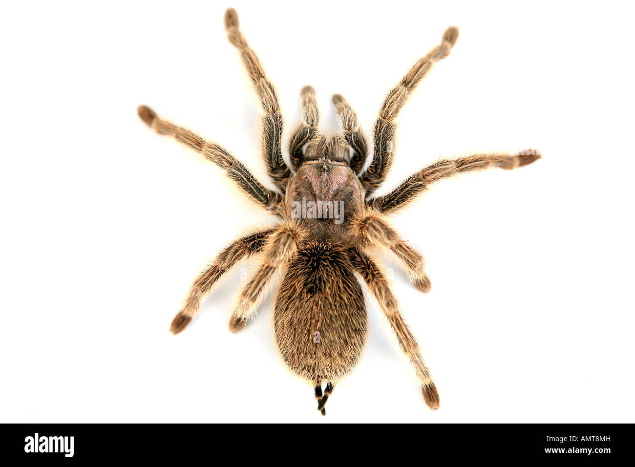 Spider top view hi-res stock photography and images - Alamy