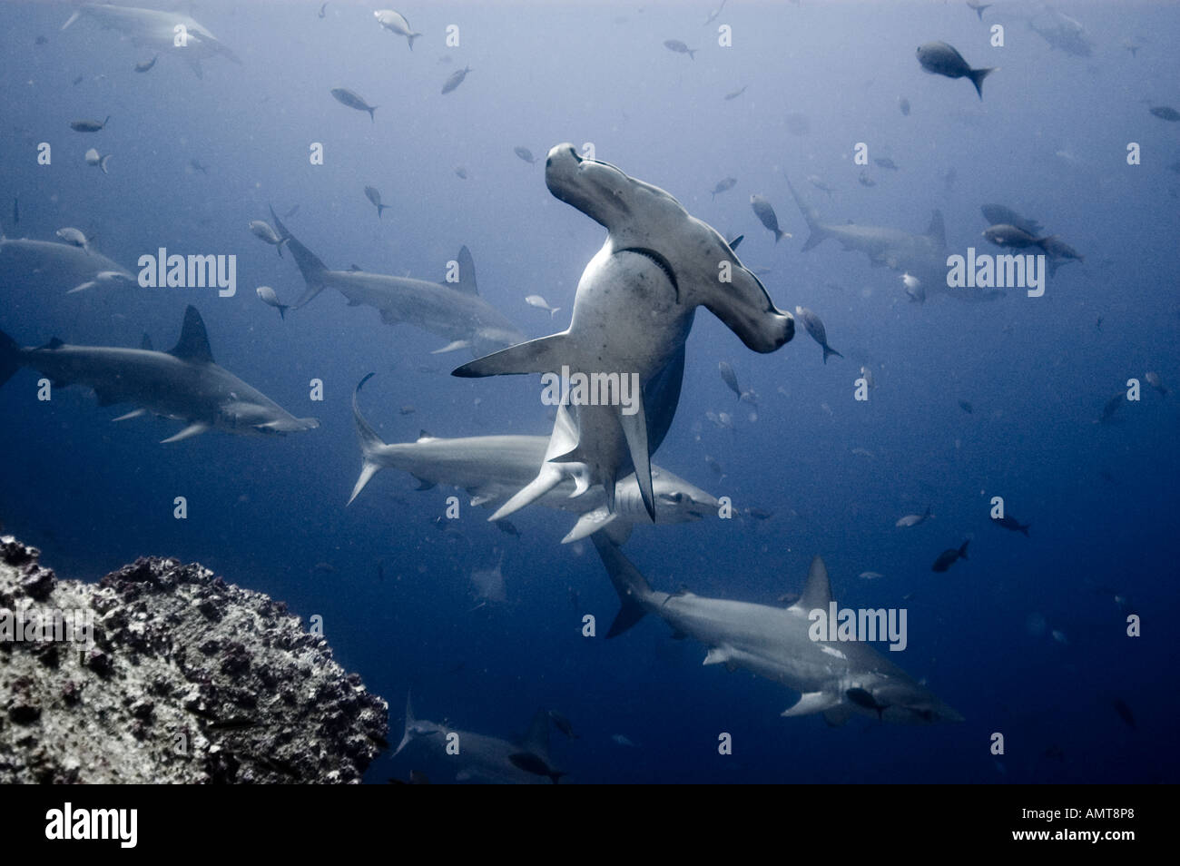 Hammerhead shark off Darwin Island, Galapagos Stock Photo Alamy