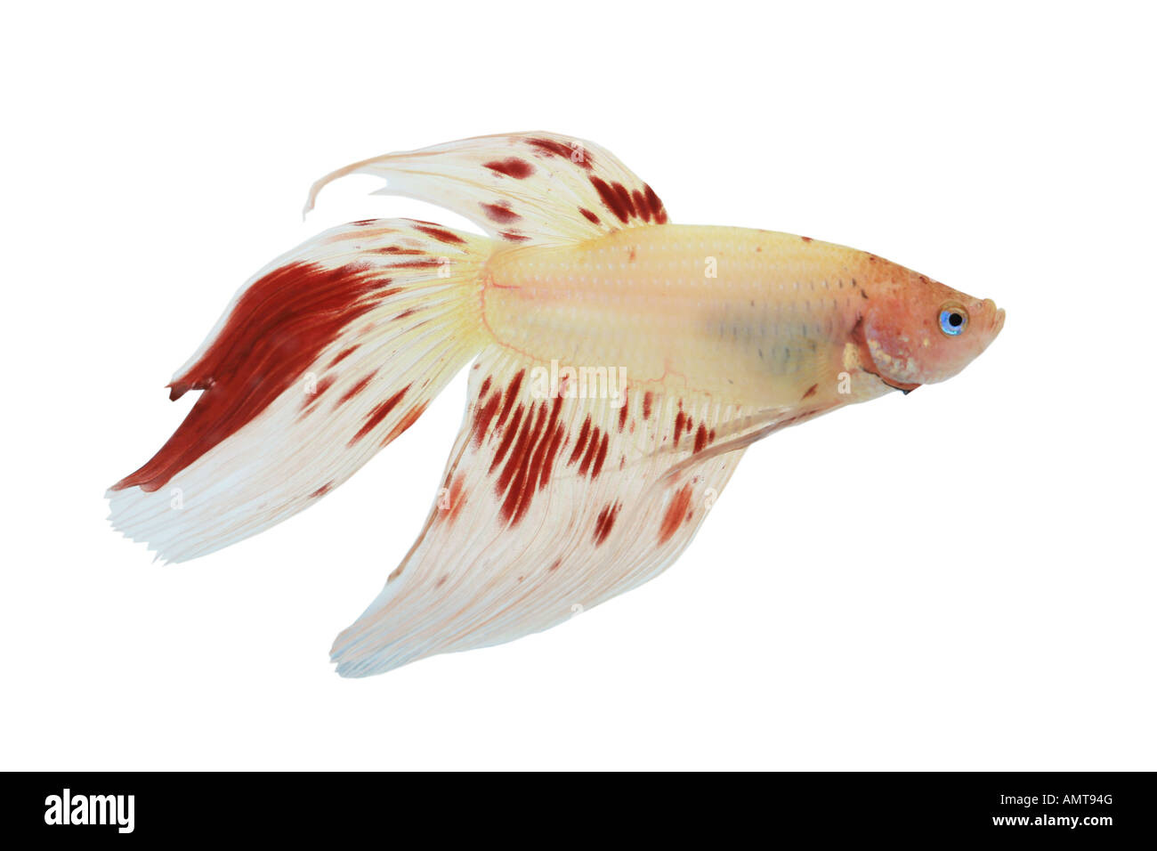 White betta hi-res stock photography and images - Alamy
