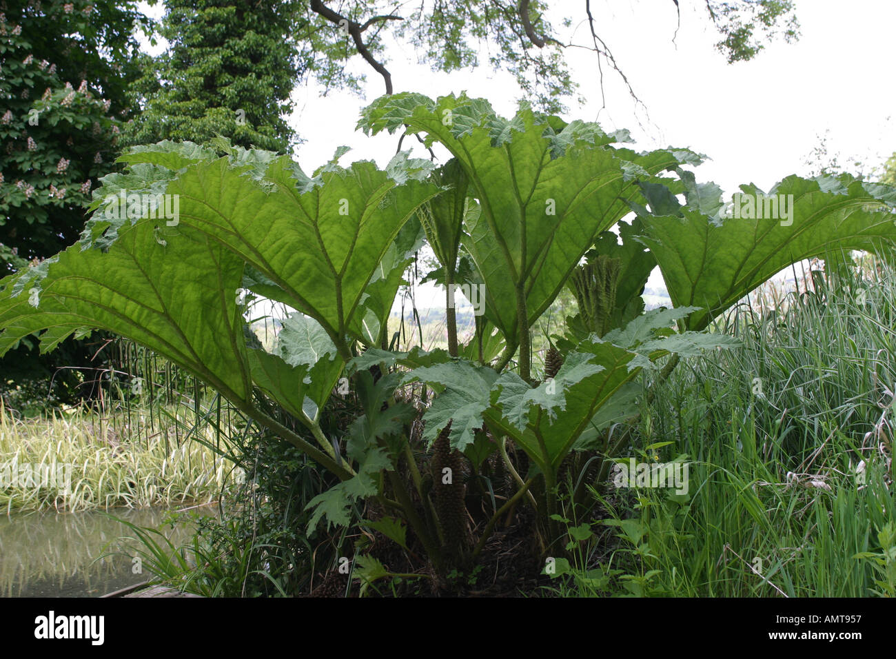 A gunneras about three years old but will grow 10ft high and 10ft wide in two or three years time  Stock Photo