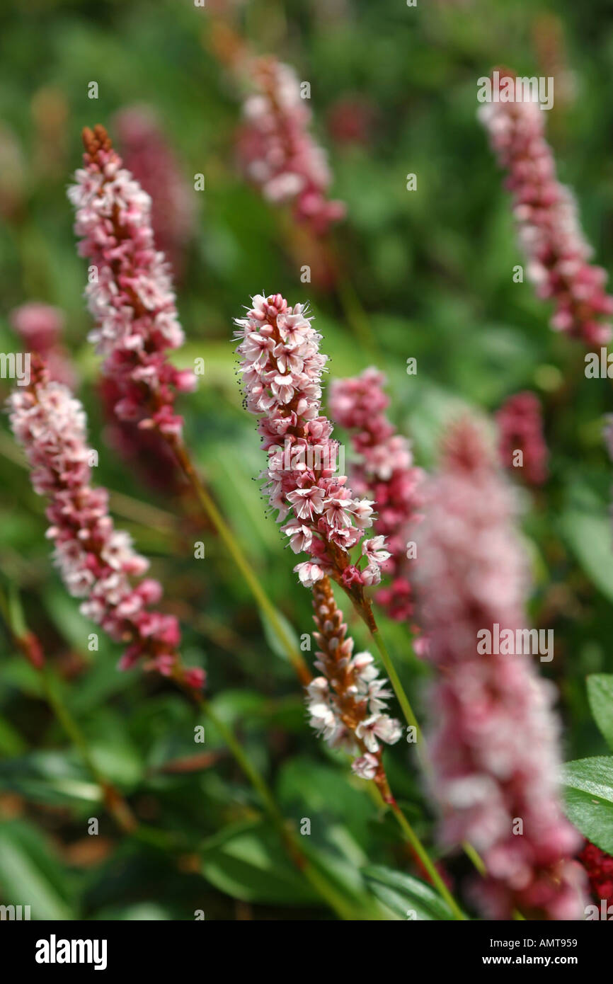 English Country garden with polygonum affine knot weed which flowers from spring through to autumn fall  Stock Photo