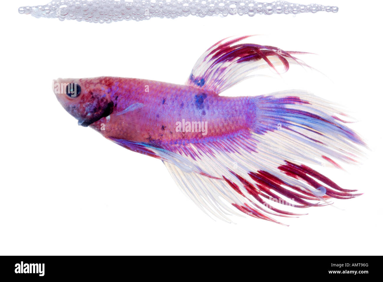 White red purple and pink male Betta fish making bubble nest isolated on white Stock Photo