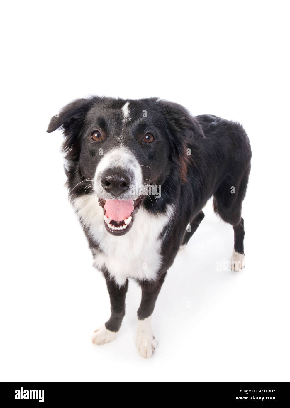 Adult Border Collie dog standing with mouth open isolated on white Stock Photo