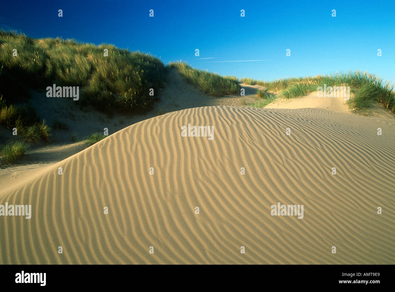 Sand Dunes Ynyslas Ceredigion West Wales Stock Photo - Alamy